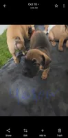Red, a male Cane Corso and English Mastiff for sale in Blue Ridge, TX – 8 of 9