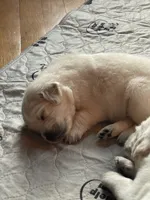 Snowball, a male Golden Retriever for sale in New London, NC – 5 of 7