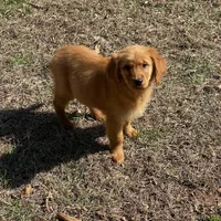 White girl, a female Golden Retriever for sale in New London, NC – Photo 1 of 3