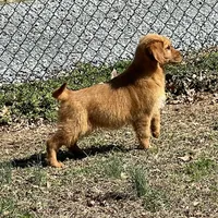 White girl, a female Golden Retriever for sale in New London, NC – Photo 3 of 3