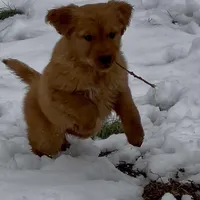 White girl, a female Golden Retriever for sale in New London, NC – Photo 2 of 3