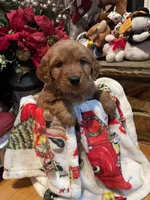 White girl, a female Golden Retriever for sale in New London, NC – Photo 2 of 4