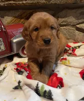 White girl, a female Golden Retriever for sale in New London, NC – Photo 3 of 4