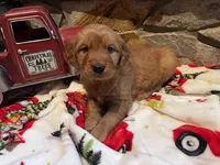 White girl, a female Golden Retriever for sale in New London, NC – Photo 4 of 4