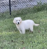 Oscar, a male Golden Retriever for sale in New London, NC – 3 of 9