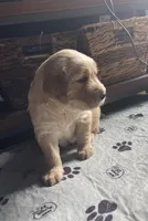 Blue boy, a male Golden Retriever for sale in New London, NC – 1 of 6