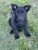 Black female, a female German Shepherd Dog for sale in New London, NC – 2 of 4