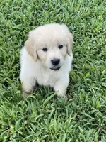 Vivian , a male Golden Retriever for sale in New London, NC – 4 of 6