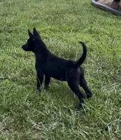 Vader, a male German Shepherd Dog for sale in New London, NC – 3 of 9