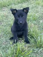 Black female, a female German Shepherd Dog for sale in New London, NC – 1 of 4