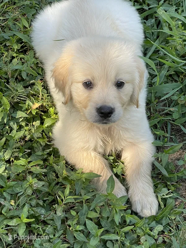 Vivian  – Golden Retriever puppy for sale in New London, NC