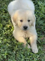 Vivian , a male Golden Retriever for sale in New London, NC – 1 of 6