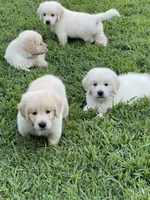 Vivian , a male Golden Retriever for sale in New London, NC – 5 of 6