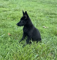 Vader, a male German Shepherd Dog for sale in New London, NC – 6 of 9