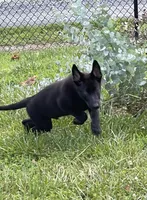 Vader, a male German Shepherd Dog for sale in New London, NC – 5 of 9