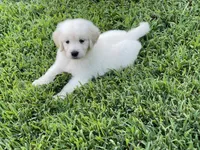 Vivian , a male Golden Retriever for sale in New London, NC – 6 of 6
