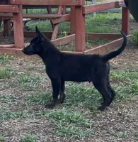 Vader, a male German Shepherd Dog for sale in New London, NC – 4 of 9