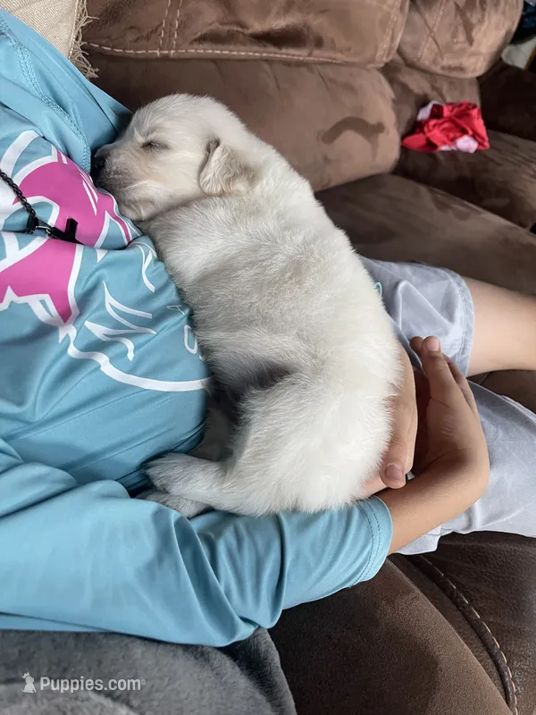Yeti – English Cream Golden Retriever puppy for sale in New London, NC