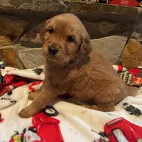 Purple girl, a female Golden Retriever for sale in New London, NC – Photo 2 of 4