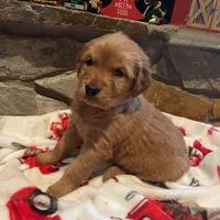 Purple girl, a female Golden Retriever for sale in New London, NC – Photo 1 of 4