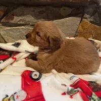 Purple girl, a female Golden Retriever for sale in New London, NC – Photo 4 of 4