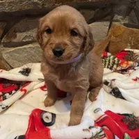 Purple girl, a female Golden Retriever for sale in New London, NC – Photo 3 of 4