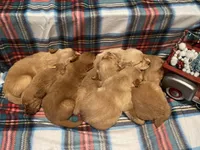 Frosty, a male Golden Retriever for sale in New London, NC – Photo 3 of 7