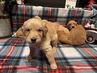 Frosty, a male Golden Retriever for sale in New London, NC – Photo 2 of 7