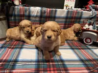 Frosty, a male Golden Retriever for sale in New London, NC – Photo 1 of 7