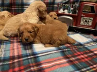 Frosty, a male Golden Retriever for sale in New London, NC – Photo 5 of 7
