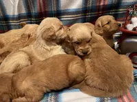 Frosty, a male Golden Retriever for sale in New London, NC – Photo 7 of 7