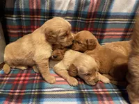 Frosty, a male Golden Retriever for sale in New London, NC – Photo 6 of 7