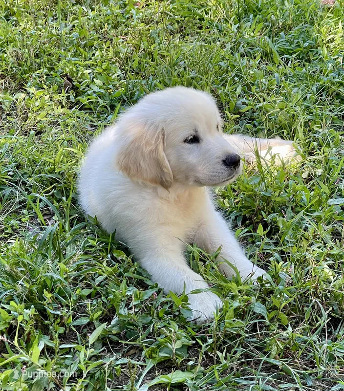 Oscar – Golden Retriever puppy for sale in New London, NC