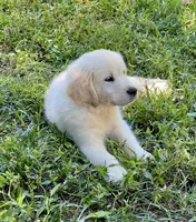 Oscar, a male Golden Retriever for sale in New London, NC – 1 of 9