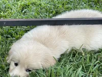 Oscar, a male Golden Retriever for sale in New London, NC – 2 of 5