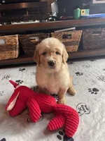 Red Boy, a male Golden Retriever for sale in New London, NC – 3 of 7