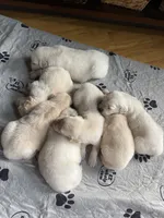 Bella, a female English Cream Golden Retriever for sale in New London, NC – 8 of 8