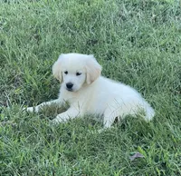 Vivian , a female Golden Retriever for sale in New London, NC – 2 of 10