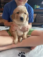 Red Boy, a male Golden Retriever for sale in New London, NC – 2 of 7