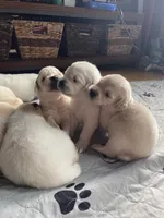 Snowflake , a female Golden Retriever for sale in New London, NC – 3 of 5