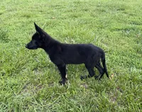Vader, a male German Shepherd Dog for sale in New London, NC – 9 of 9