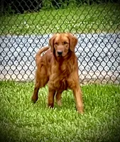 Red Boy, a male Golden Retriever for sale in New London, NC – 6 of 7