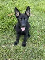 Vader, a male German Shepherd Dog for sale in New London, NC – 8 of 9