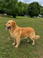 Red Boy, a male Golden Retriever for sale in New London, NC – 5 of 7