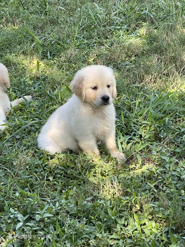 Oscar – Golden Retriever puppy for sale in New London, NC