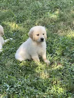 Oscar, a male Golden Retriever for sale in New London, NC – 5 of 5