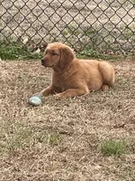 Banjo, a male Golden Retriever for sale in New London, NC – Photo 4 of 5