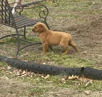 Banjo, a male Golden Retriever for sale in New London, NC – Photo 3 of 5