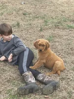 Banjo, a male Golden Retriever for sale in New London, NC – Photo 5 of 5