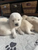 Snowflake , a female Golden Retriever for sale in New London, NC – 4 of 5